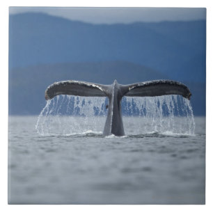 VS, Alaska, Tongass National Forest, Humpback Tegeltje