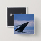 VS, Alaska, Tongass National Forest, Humpback Vierkante Button 5,1 Cm (Voorkant /achterkant)