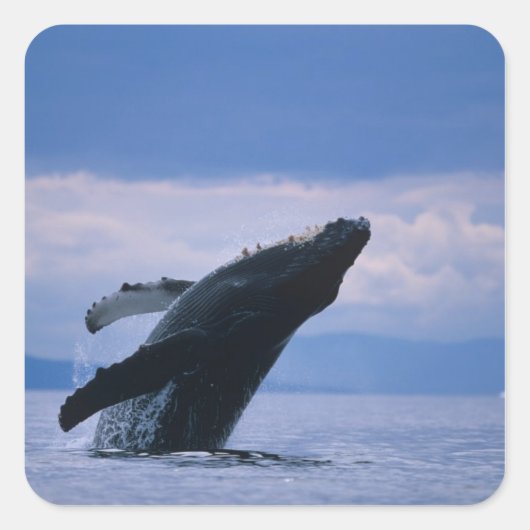 VS, Alaska, Tongass National Forest, Humpback Vierkante Sticker (Voorkant)