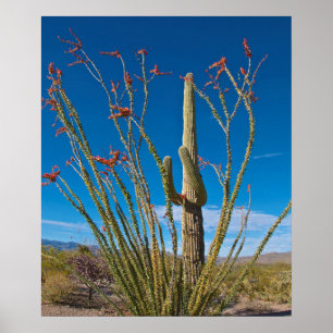 VS, Arizona. Cactus in het nationaal park Saguaro Poster