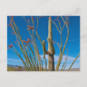 VS, Arizona. Cactus in Saguaro National Park Briefkaart