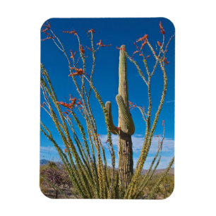 VS, Arizona. Cactus in Saguaro National Park Magneet