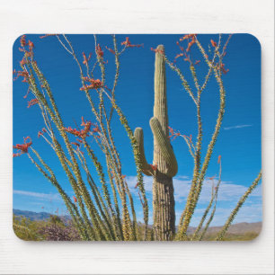 VS, Arizona. Cactus in Saguaro National Park Muismat