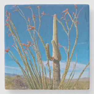 VS, Arizona. Cactus in Saguaro National Park Stenen Onderzetter