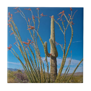 VS, Arizona. Cactus in Saguaro National Park Tegeltje