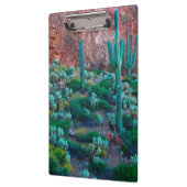VS, Arizona. Desert Flora Klembord (Links)