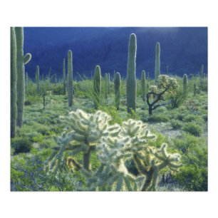 VS, Arizona, Organ Pipe Cactus National Foto Afdruk