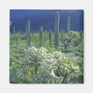 VS, Arizona, Organ Pipe Cactus National Magneet