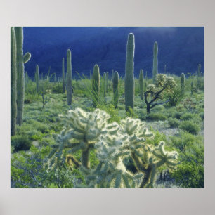 VS, Arizona, Organ Pipe Cactus National Poster