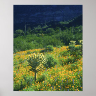 VS, Arizona, Organ Pipe Cactus National Poster