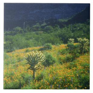 VS, Arizona, Organ Pipe Cactus National Tegeltje
