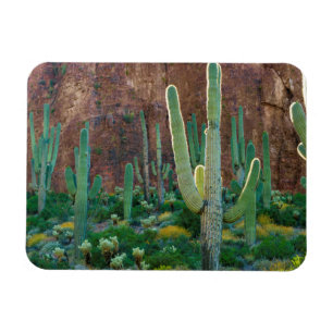 VS, Arizona. Saguaro Cactusveld bij een klif Magneet