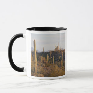 VS, Arizona, Sonoranwoestijn, Ajo, Ajo 2 Mok