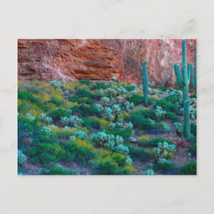 VS, Arizona. Woestijnflora Briefkaart
