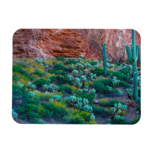 VS, Arizona. Woestijnflora Magneet