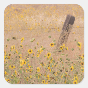 VS, Californië, Adin. Prikkeldraadhek Vierkante Sticker
