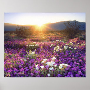 VS, Californië, Anza-Borrego Desert State Park. 2 Poster