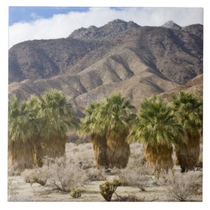 VS, Californië, Anza-Borrego Desert State Park. Tegeltje
