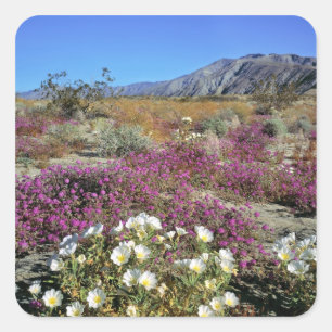 VS, Californië, Anza-Borrego DSP. Duin-avond Vierkante Sticker