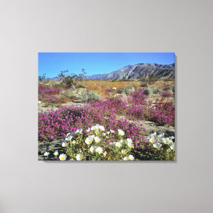 VS, Californië, Anza-Borrego DSP. Duin teunisbloem Canvas Afdruk