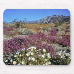VS, Californië, Anza-Borrego DSP. Duin teunisbloem Muismat
