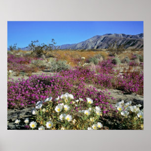 VS, Californië, Anza-Borrego DSP. Duin teunisbloem Poster