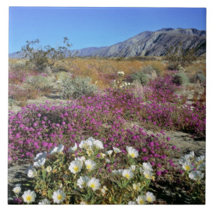 VS, Californië, Anza-Borrego DSP. Duin teunisbloem Tegeltje