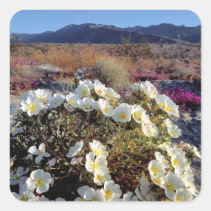 VS, Californië, Anza-Borrego DSP. Duin teunisbloem Vierkante Sticker