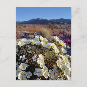 VS, Californië, Anza-Borrego DSP. Dune avond 2 Briefkaart