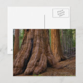 VS, Californië, Giant Sequoia-boom Briefkaart (Voorkant / Achterkant)