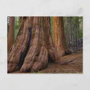 VS, Californië, Giant Sequoia-boom Briefkaart