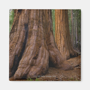VS, Californië, Giant Sequoia-boom Magneet