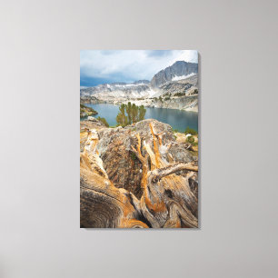 VS, Californië, Inyo National Forest. Canvas Afdruk