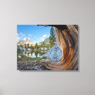 VS, Californië, Inyo National Forest. Oude pijnboo Canvas Afdruk