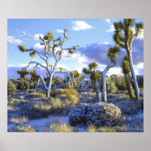 VS, Californië, Joshua Tree National Park. 2 Poster