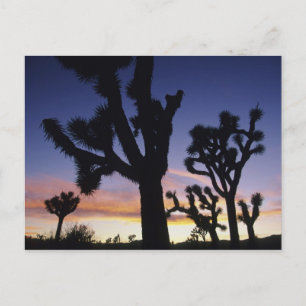 VS, Californië, Joshua Tree National Park, Briefkaart