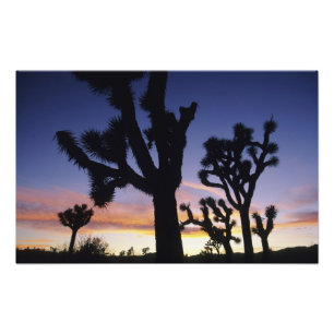 VS, Californië, Joshua Tree National Park, Foto Afdruk