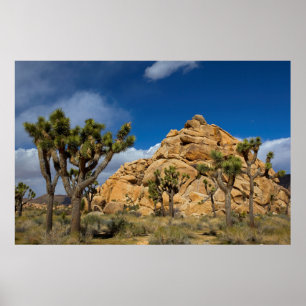 VS, Californië, Joshua Tree National Park Poster