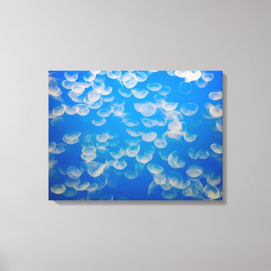 VS, Californië. kwallen in de Monterey Bay Canvas Afdruk (Voorkant)