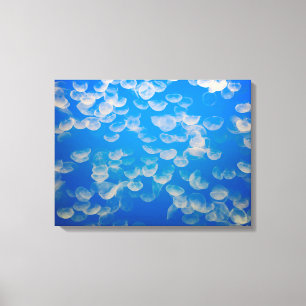 VS, Californië. kwallen in de Monterey Bay Canvas Afdruk