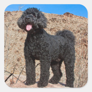 VS, Californië. Labradoodle Staand Vierkante Sticker