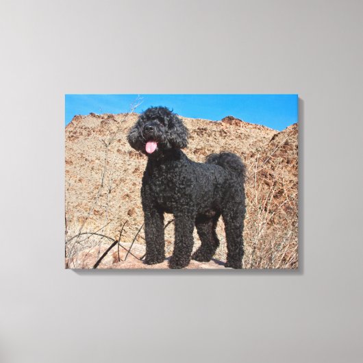 VS, Californië. Labradoodle Standing Canvas Afdruk (Voorkant)