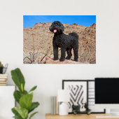 VS, Californië. Labradoodle Standing Poster (Thuiskantoor)
