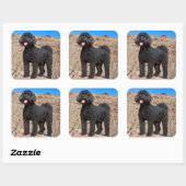 VS, Californië. Labradoodle Standing Vierkante Sticker (Vel)