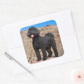VS, Californië. Labradoodle Standing Vierkante Sticker (Envelop)