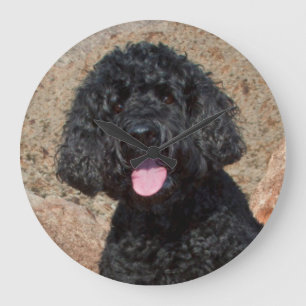 VS, Californië. Labradoodle zit Grote Klok
