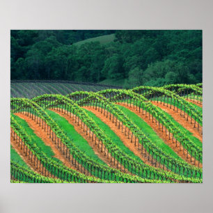 VS, Californië, Mendocino County, een druivenpergo Poster