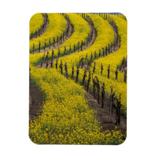 VS, Californië, Napa Valley, Los Carneros Ava. Magneet