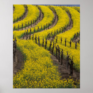 VS, Californië, Napa Valley, Los Carneros Ava. Poster