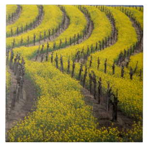 VS, Californië, Napa Valley, Los Carneros Ava. Tegeltje